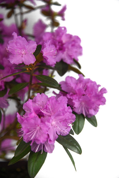 Rhododendron nain 'PJM Regal'