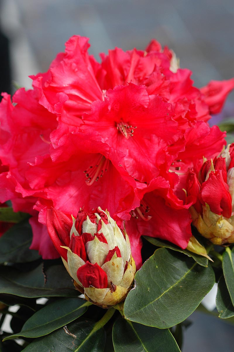 Rhododendron 'Markeeta's Prize'