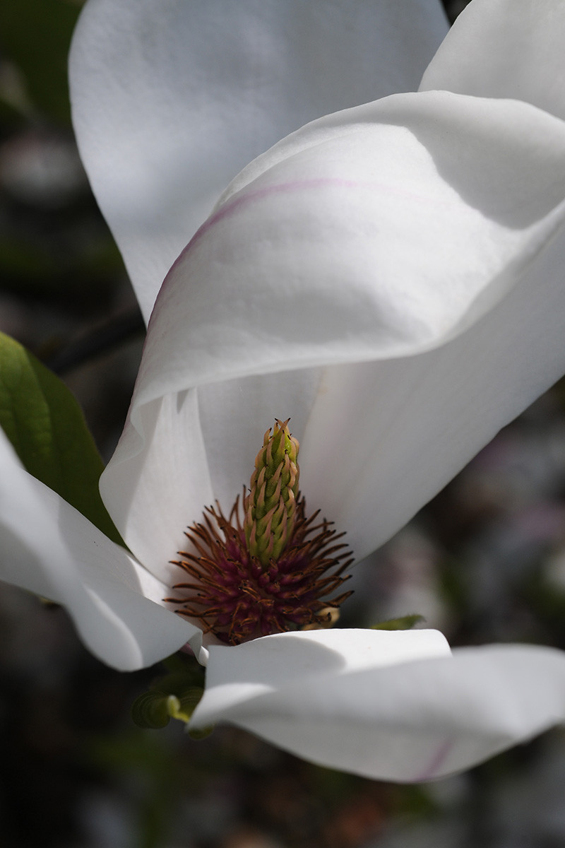 Magnolia soulangeana