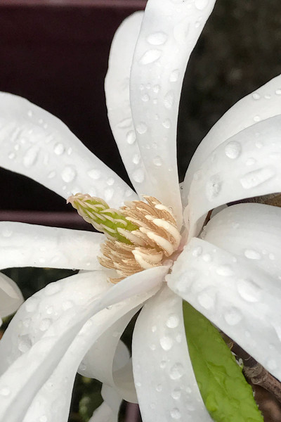 Magnolia 'Stellata'