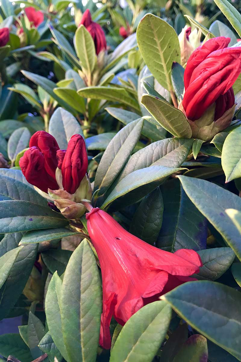 Rhododendron 'Elizabeth'