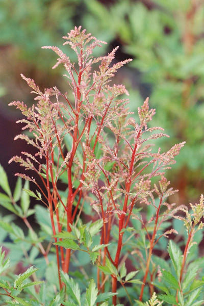 Astilbe 'Younique® Pink'