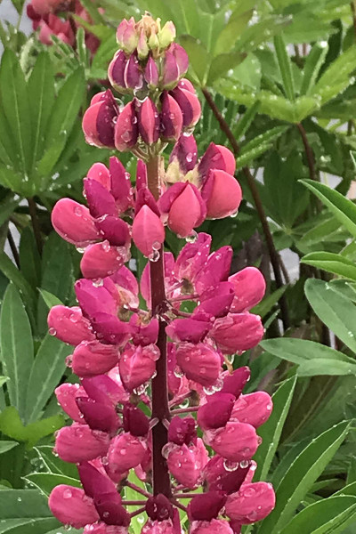 Lupin 'Legendary Red Shades'