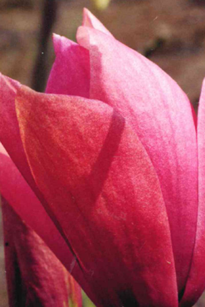Magnolia 'Royal Splendor'