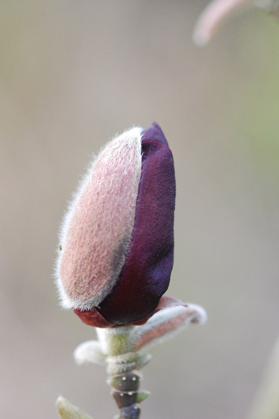 Magnolia 'Black Tulip'®