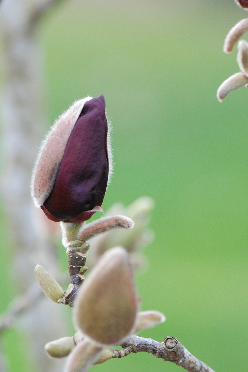 Magnolia 'Black Tulip'®