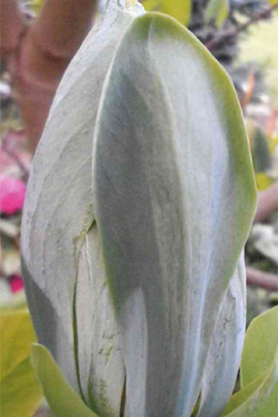 Magnolia 'Blue Opal'