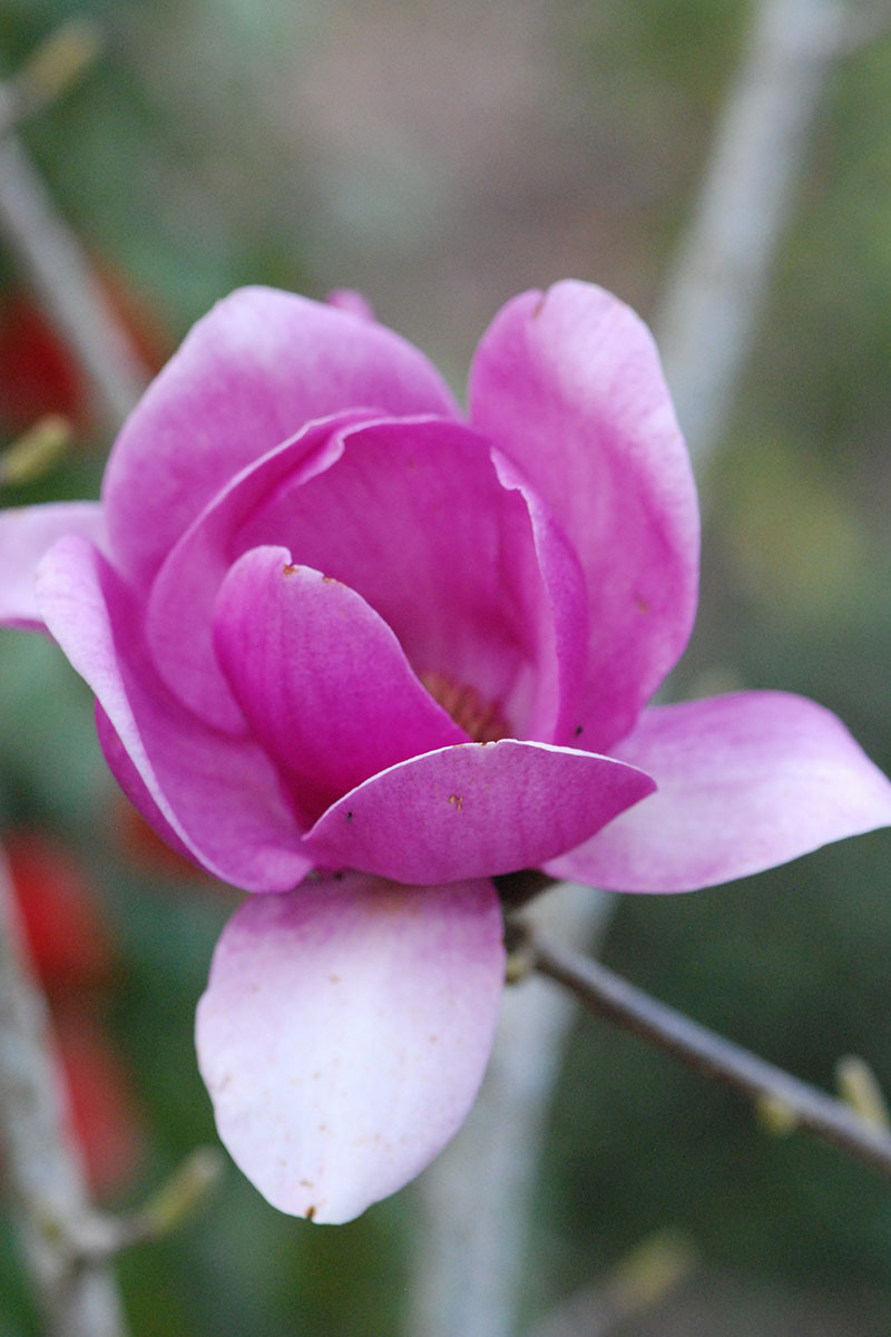 Magnolia 'Cleopatra'