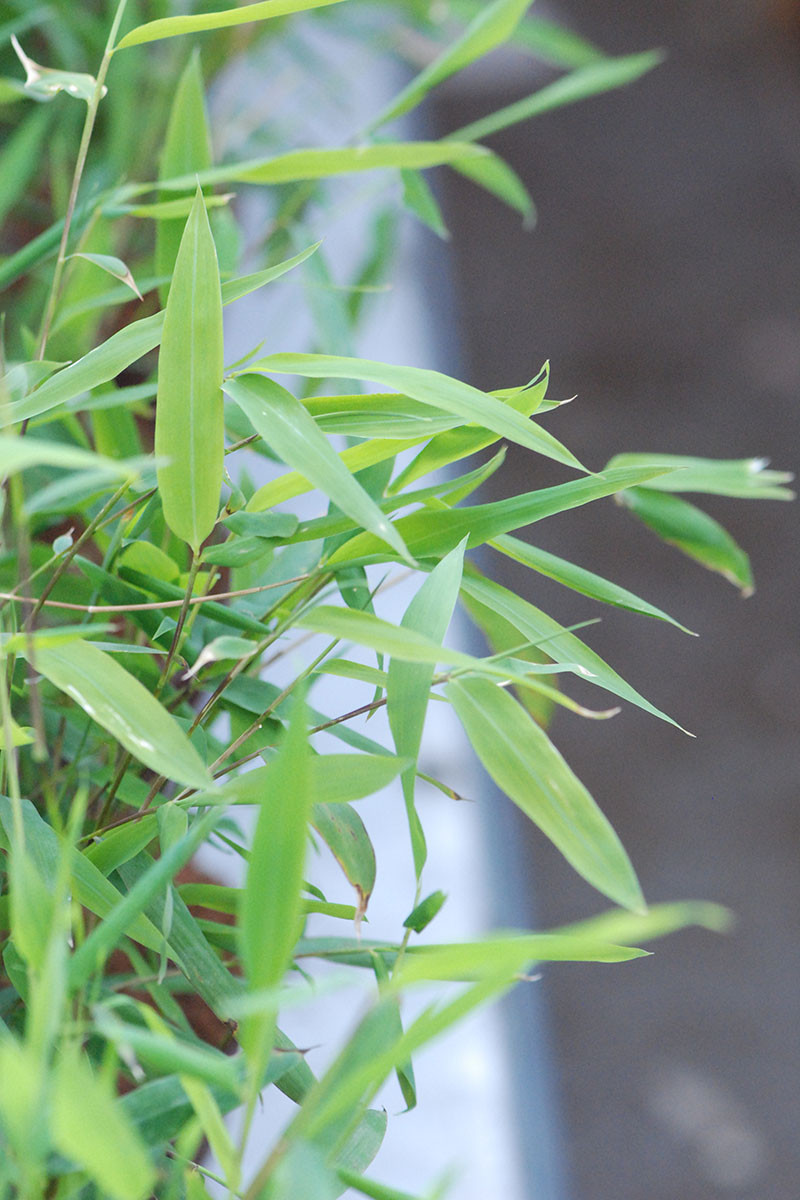 Plant in a box - fargesia nitida 'gansu' - set de 2 - bambou plante  exterieur rustique non traçant - pot 17cm - hauteur 50-70cm