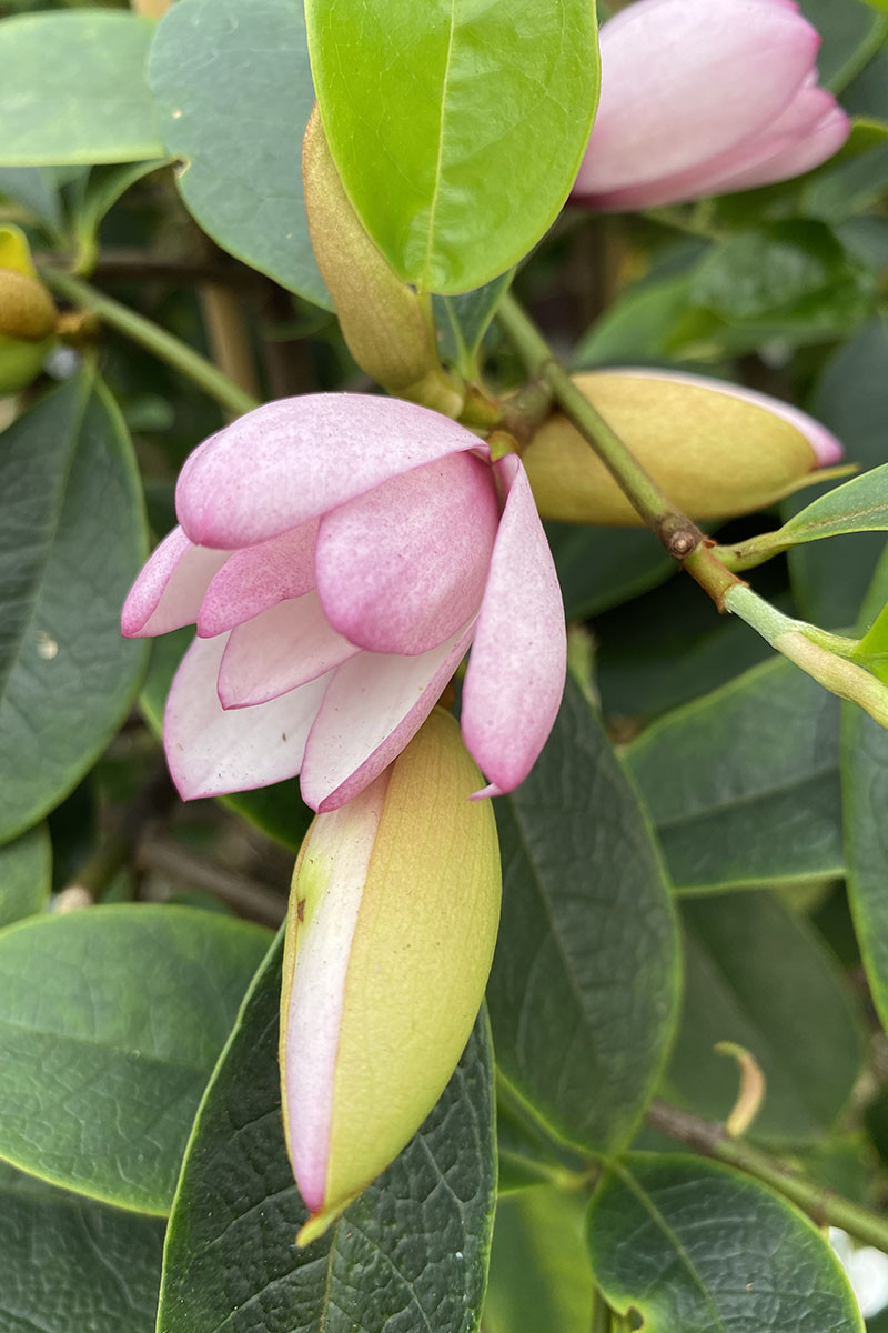 Magnolia 'Fairy Blush'