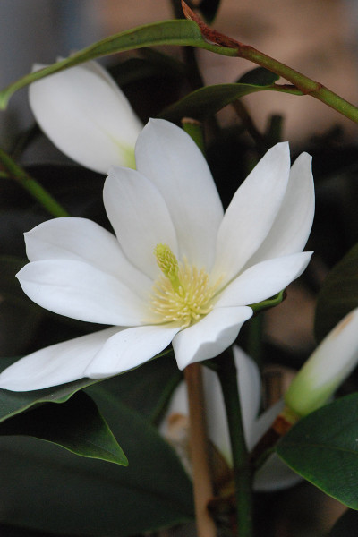 Magnolia 'Fairy White'