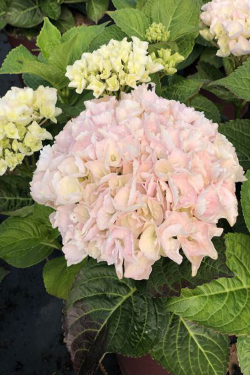 Hortensia Rembrandt® 'Elegant Rosa'