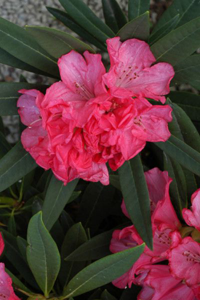 Rhododendron 'Ana'