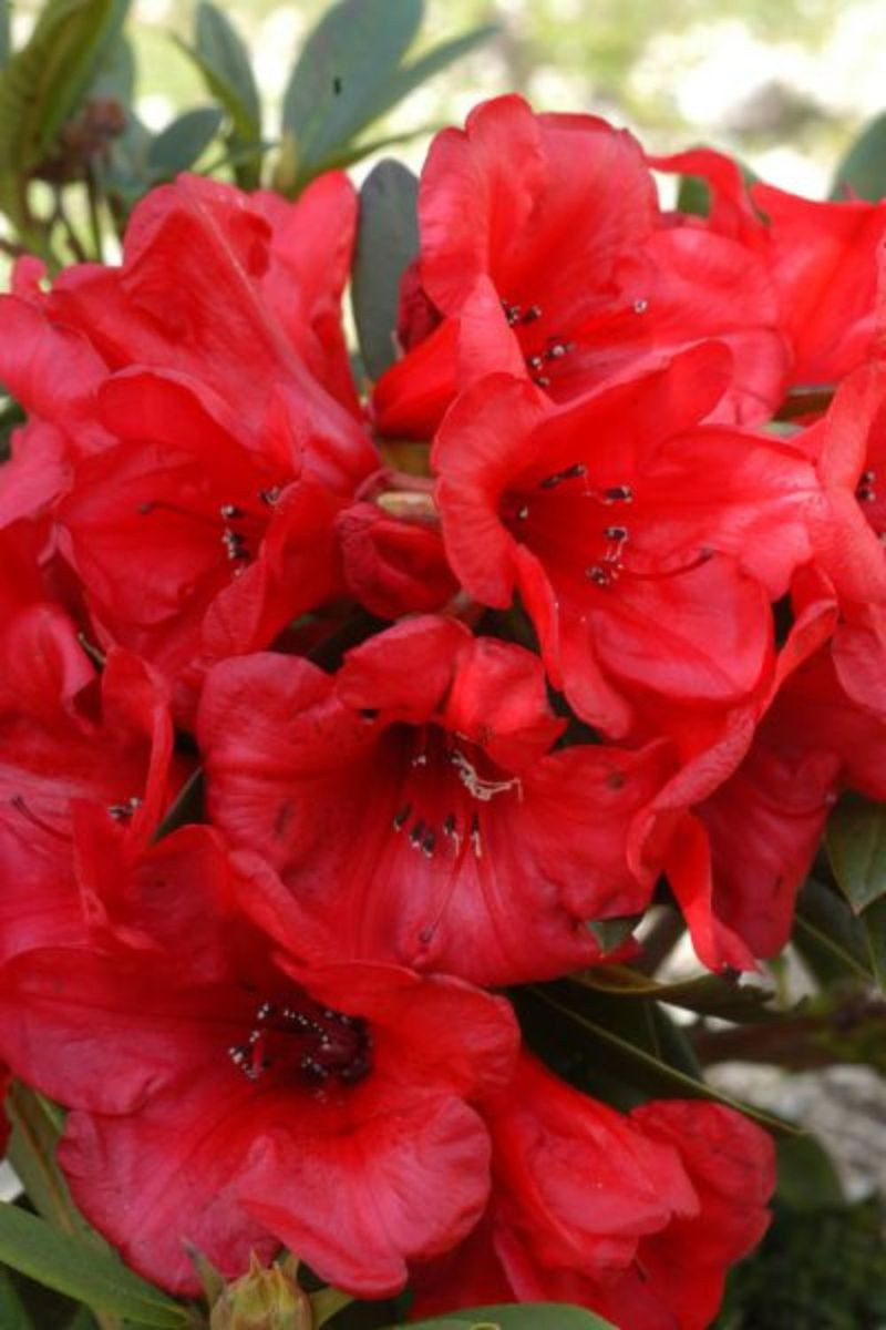 Rhododendron 'Elizabeth' pourpre