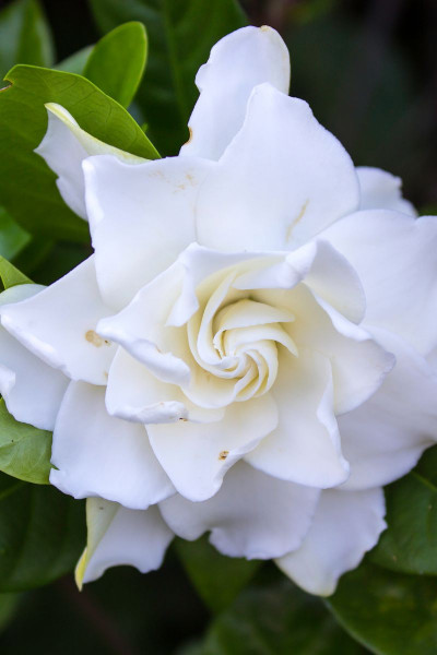 Gardenia 'Celestial Star'