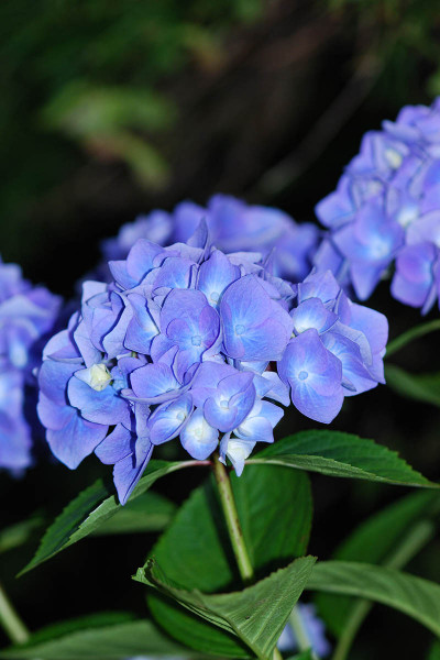 Hortensia macrophylla bleu...