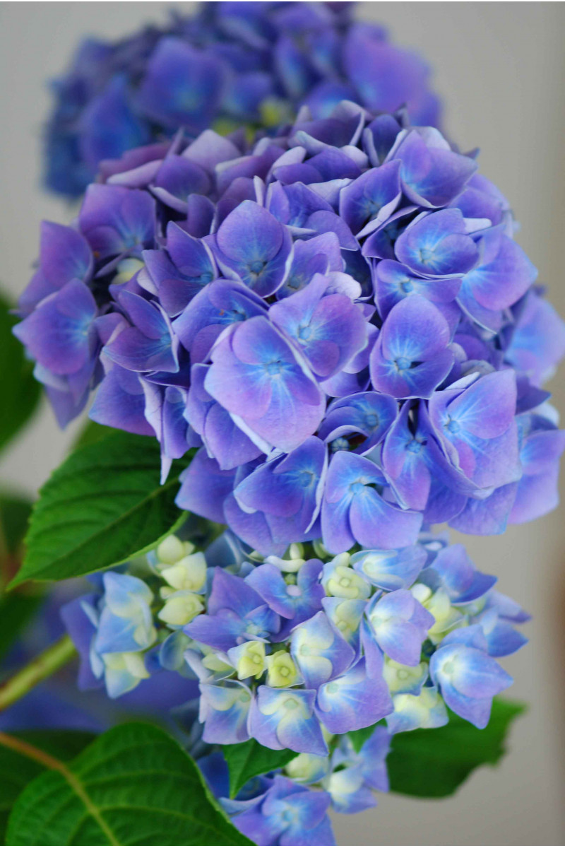 Hortensia macrophylla bleu 'Ankong Blue'
