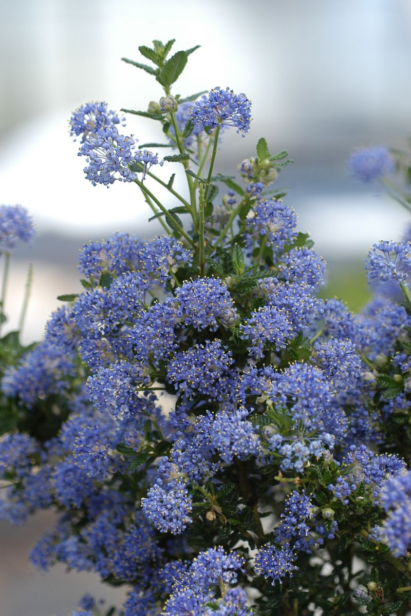 Lilas de Californie 'Puget blue'