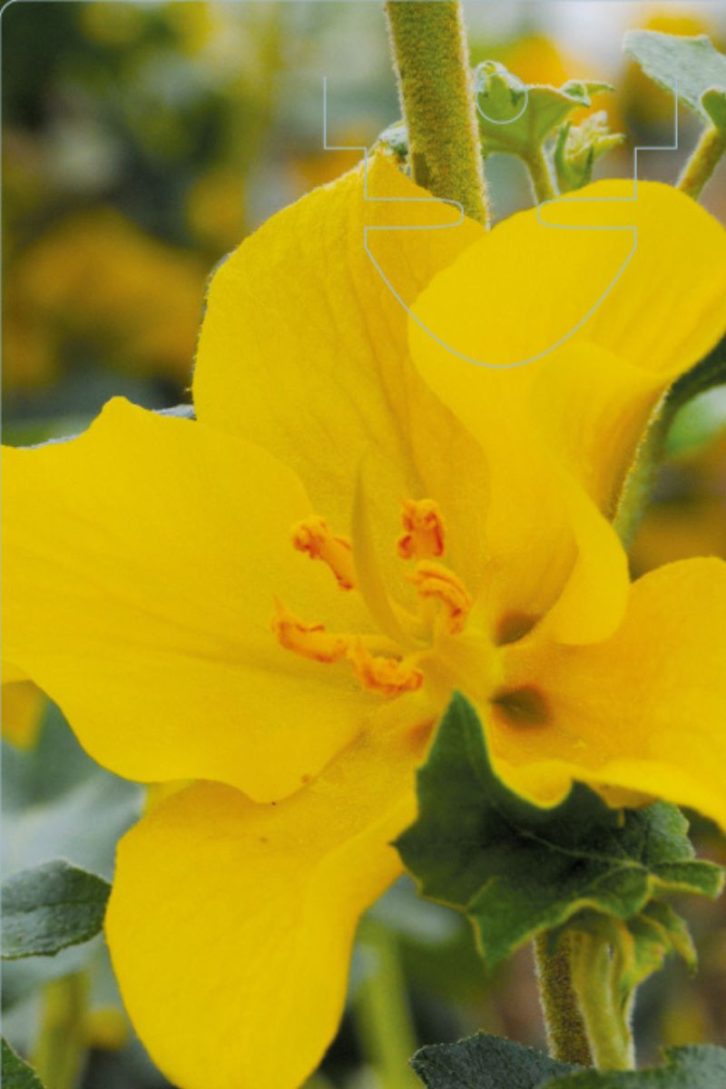 Fremontodendron 'Pacific Sunset'