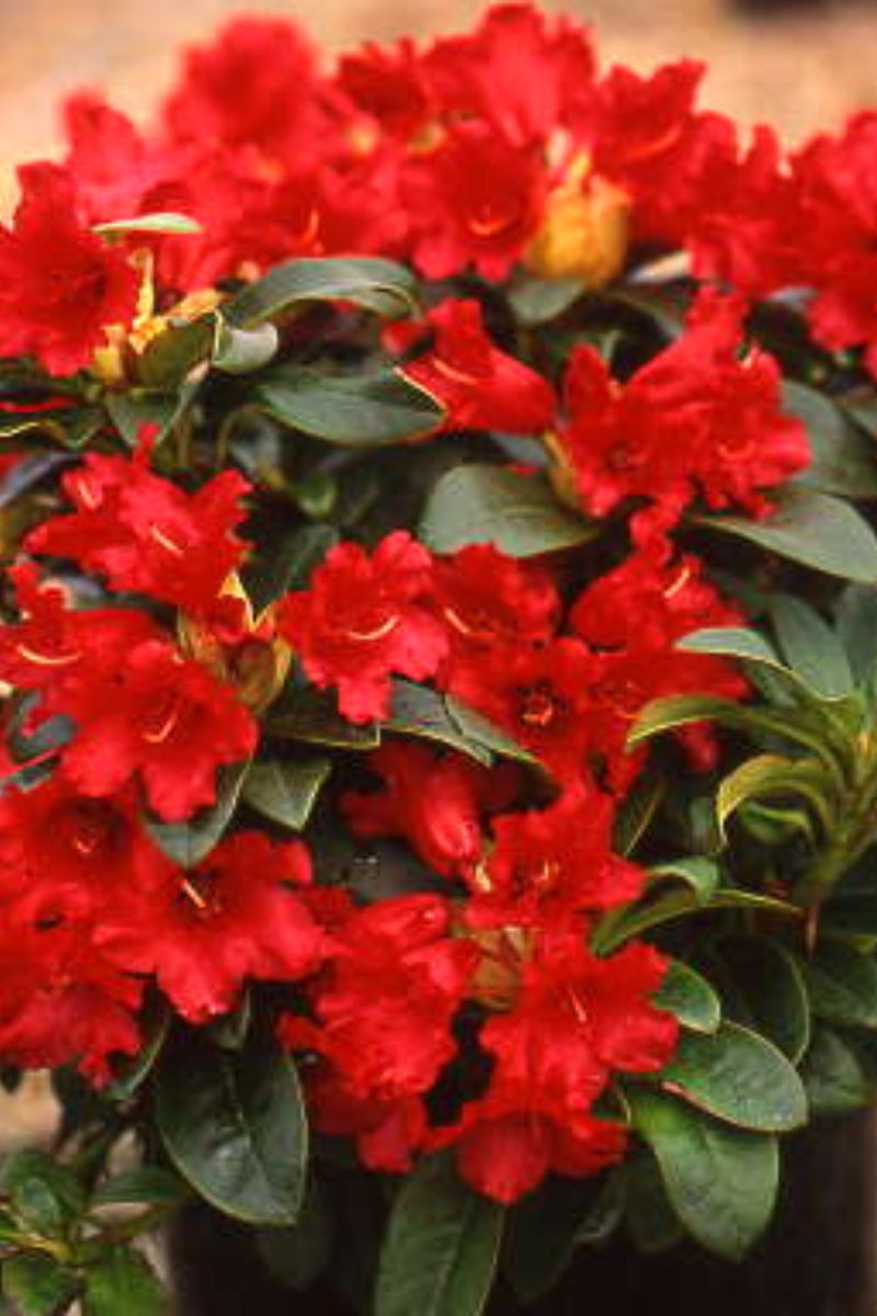 Rhododendron 'Bengalen'