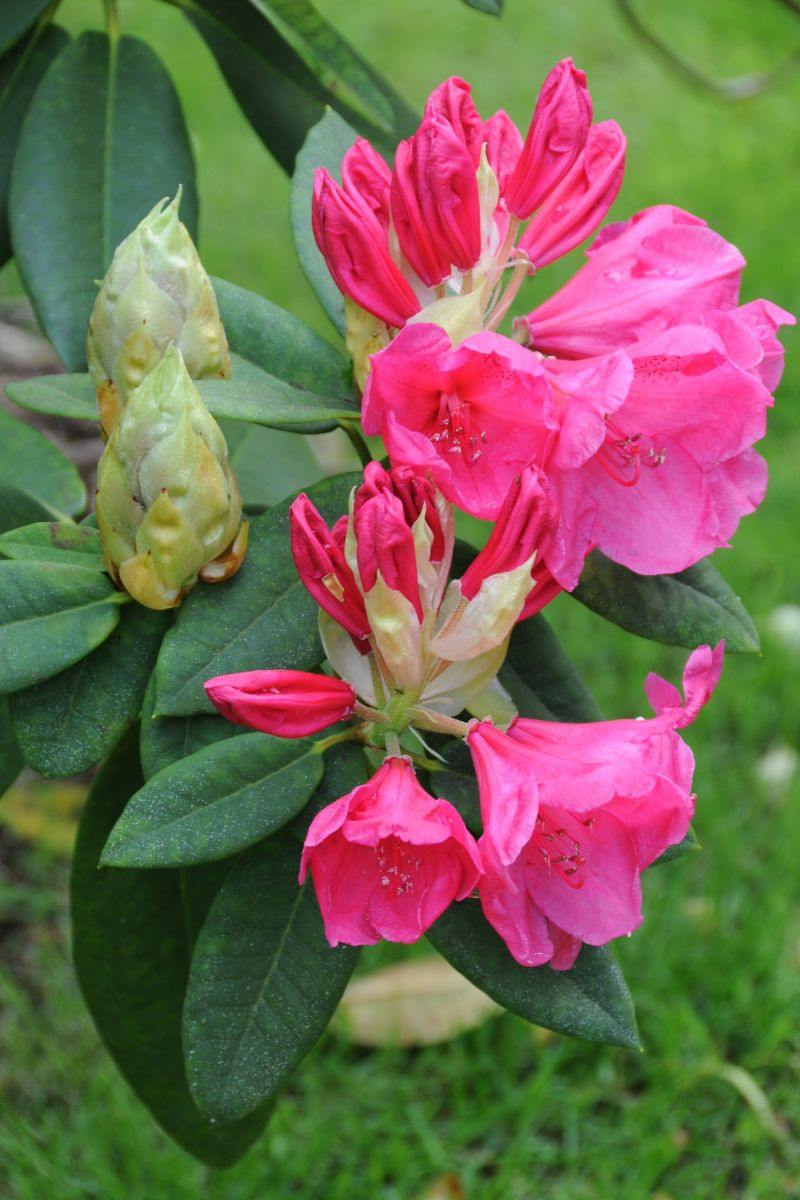 Rhododendron 'Anne Rose Witney'