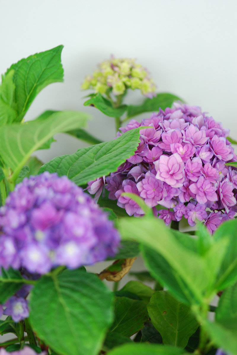 Hortensia macrophylla You and Me® 'Together'