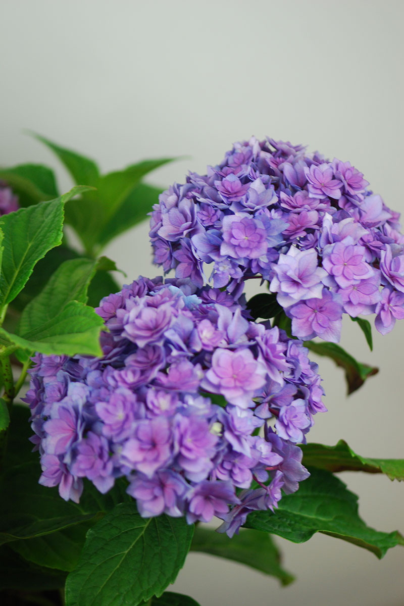 Hortensia macrophylla You and Me® 'Together'