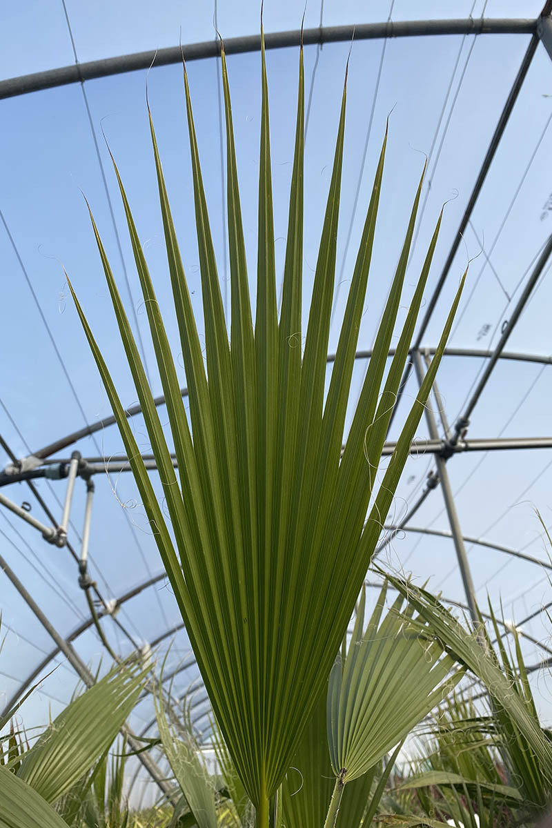 Palmier du Mexique 1 tronc-15 litres