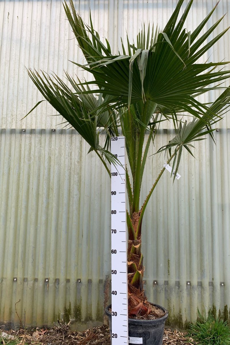 Palmier du Mexique 1 tronc-15 litres