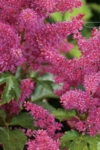 Astilbe 'Younique® Ruby Red'