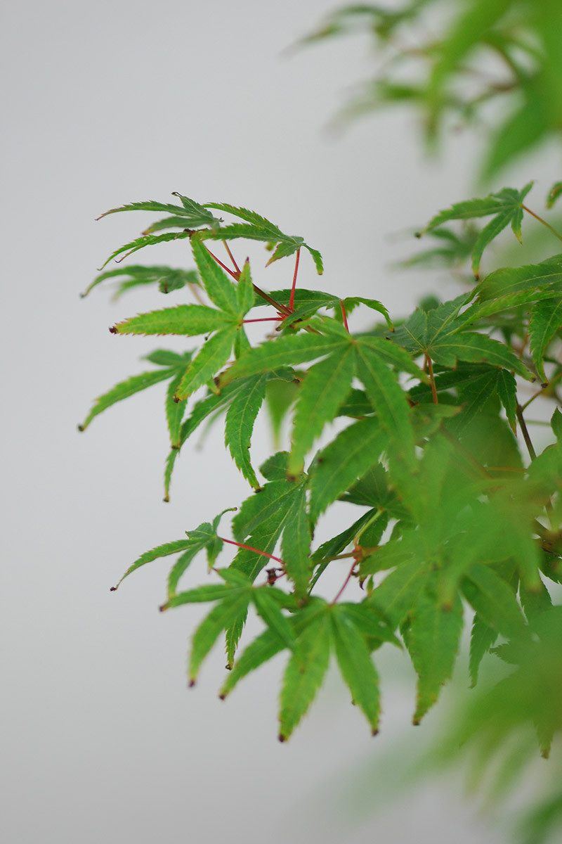 Érable du Japon palmatum 'Shishio Hime'
