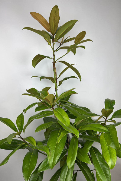 Magnolia 'grandiflora'