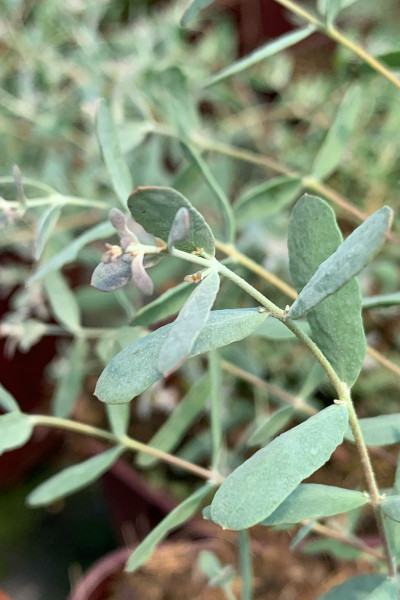 Eucalyptus gunnii 'France...