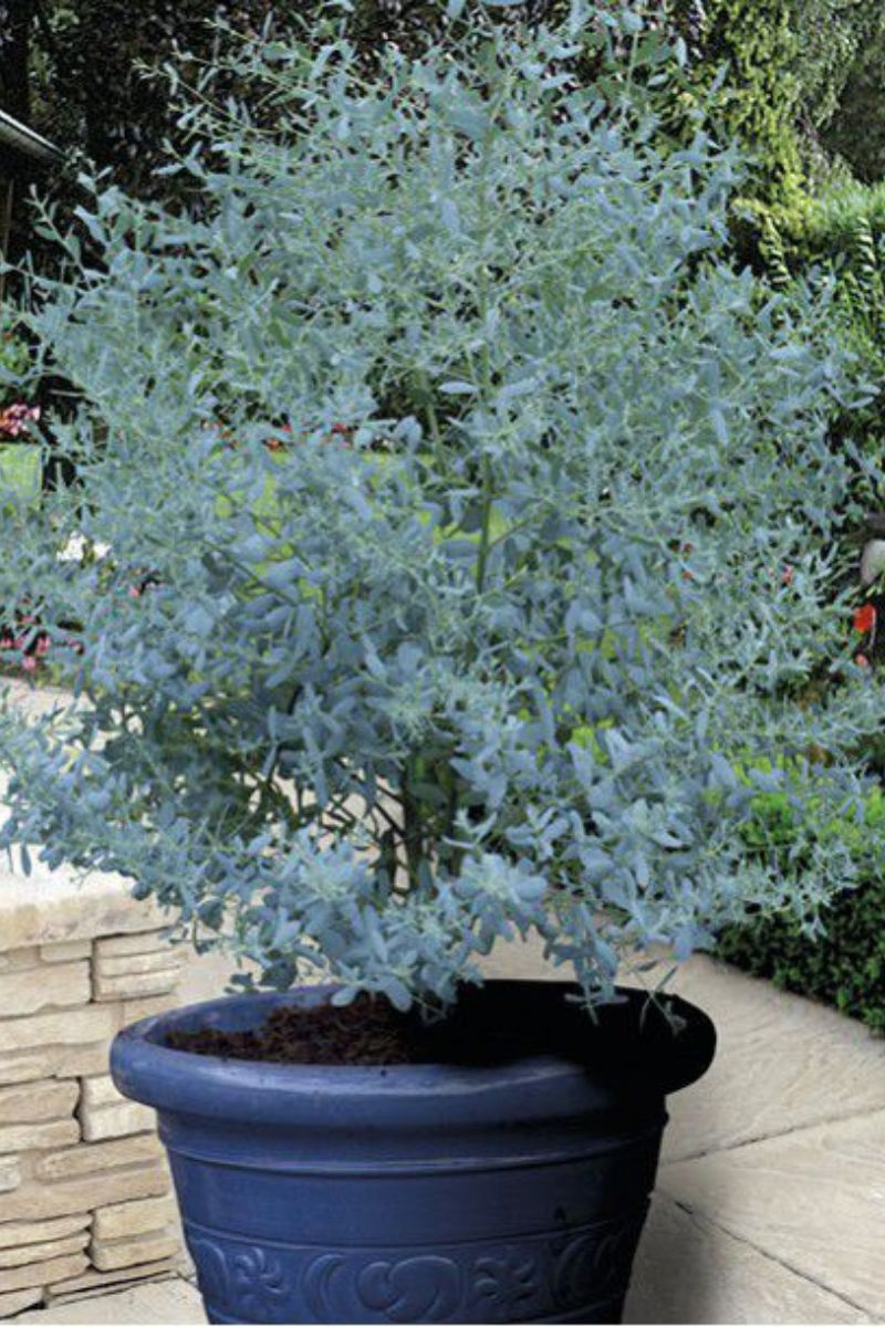 Eucalyptus gunnii 'France bleu®'