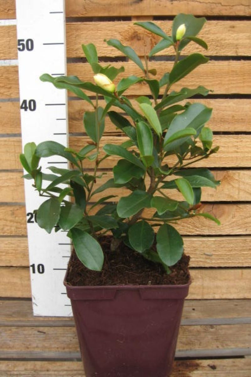 Magnolia yunnanensis