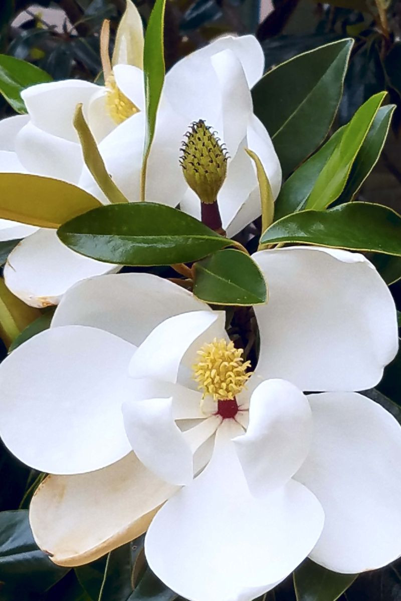Magnolia d'été 'Little gem'
