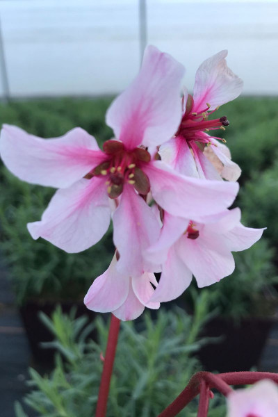 Begonia 'Evansiana'
