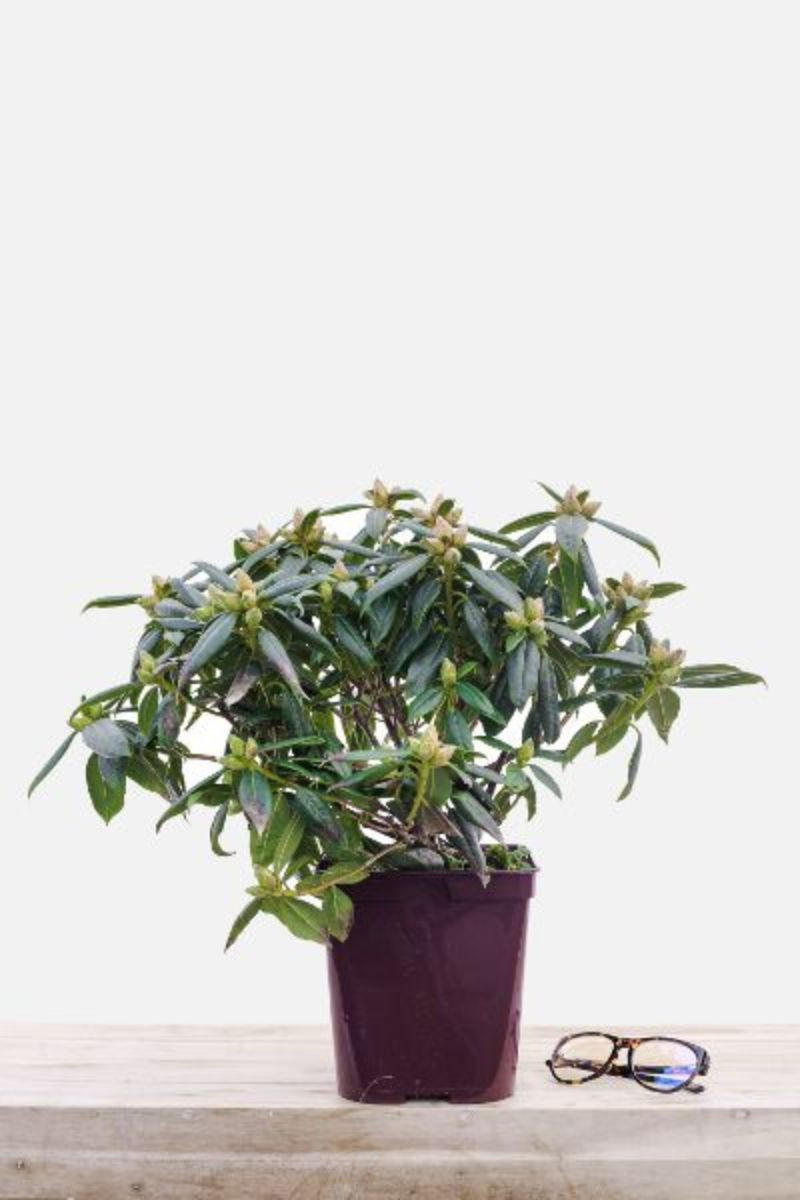 Rhododendron 'Dora Amatéis'