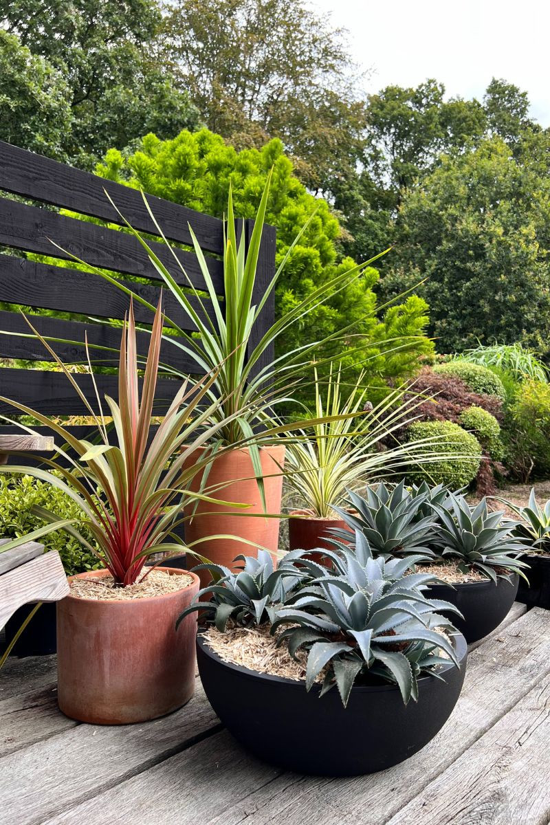 Cordyline 'Lime Passion'