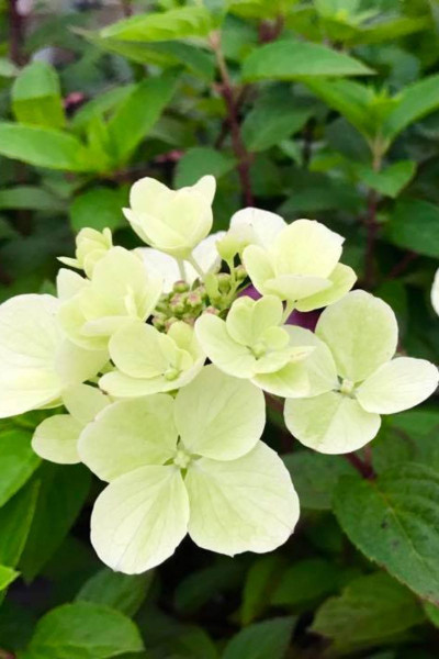 Hortensia Magical® 'Candle'