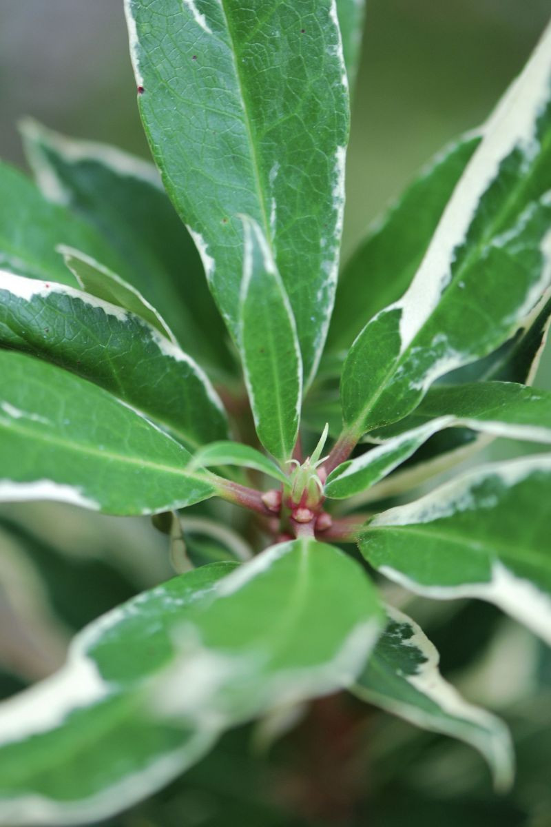 Rhododendron pontique ‘Variegatum’