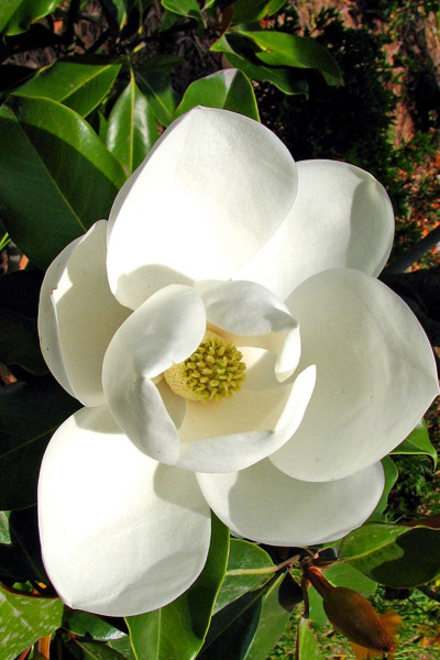 Magnolia persistant 'Kay...