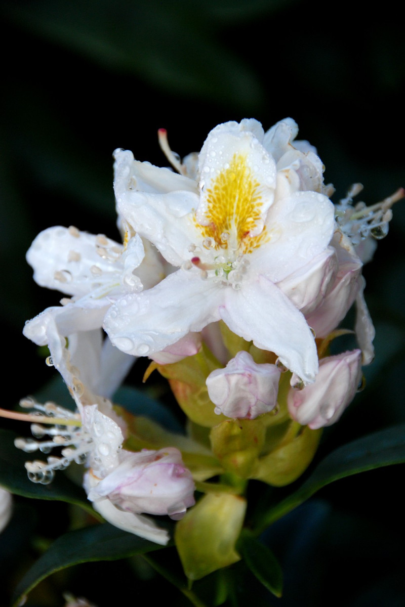 Rhododendron 'Mme Masson' 15 litres