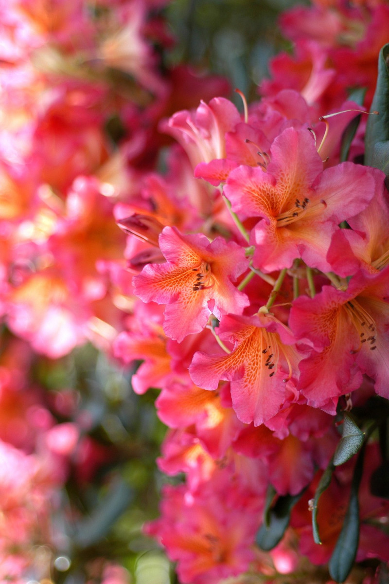 Rhododendron 'Scyphocalix' 15 litres