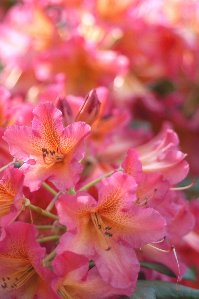 Rhododendron 'Scyphocalix' 15 litres