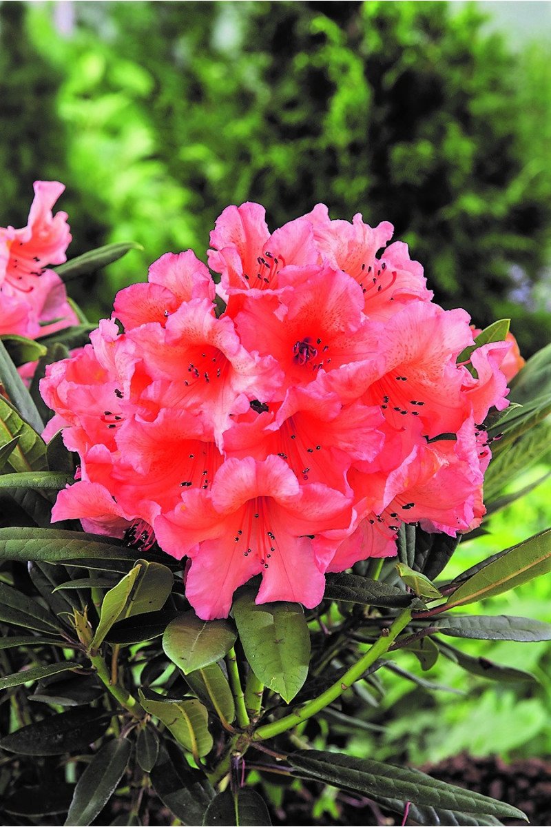 Rhododendron 'Tortoiseshell Orange' 15 litres