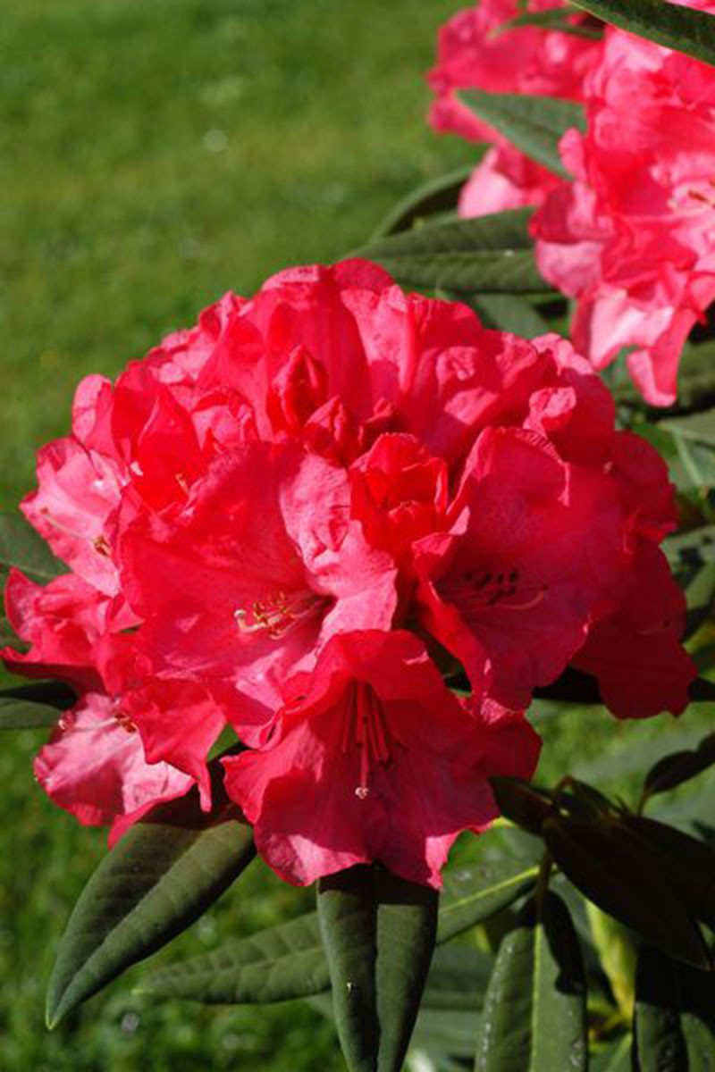 Rhododendron 'Ana' 15 litres