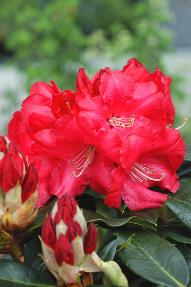 Rhododendron 'Halfdan Lem' 15 litres