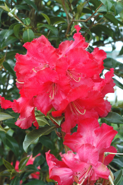 Rhododendron 'Halfdan Lem'...