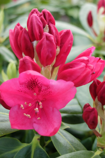 Rhododendron 'Nova Zembla'...